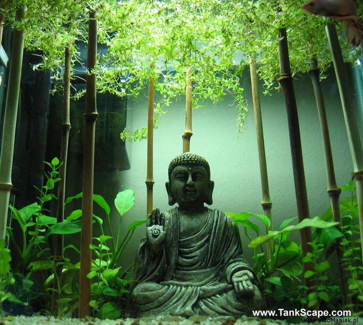 Budda w akwarium (11)